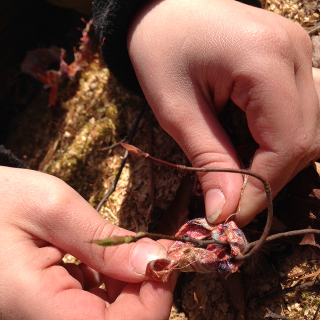 Another group was looking for buds. This student tied a piece of fabric around a branch. When we go back we can see the same branch.