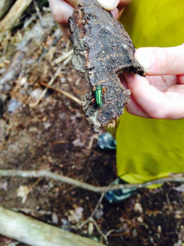 One student found a beetle and it was green and red. The antennae were red. It was very cool that a student found this. He put it somewhere safe where no people will walk. 